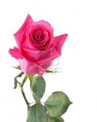 rosa rosa